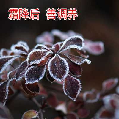 霜降后 善调养