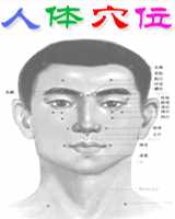 人体穴位