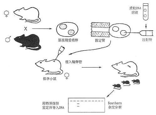 显微注射法制备转基因小鼠的程序