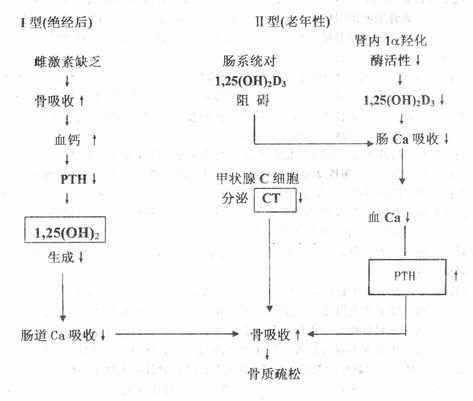 原发性骨质疏松症发病机理