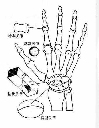 关节的类型