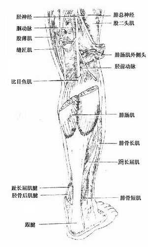 小腿后群肌