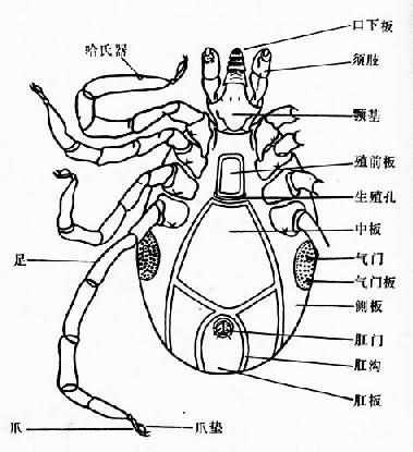 硬蜱雄虫腹面