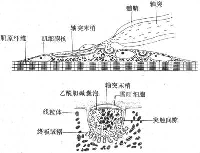神经-肌接头处的超微结构示意图
