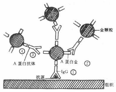PAG放大法原理