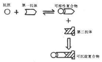  双抗体法分离原理模式图