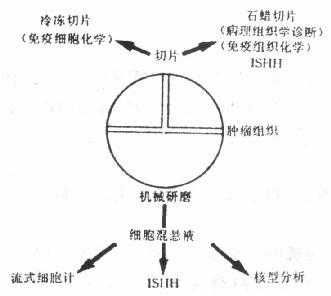 肿瘤组织处理流程图 
