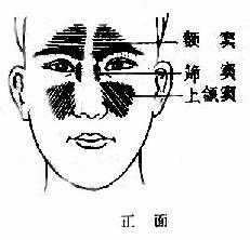 鼻窦体表位置