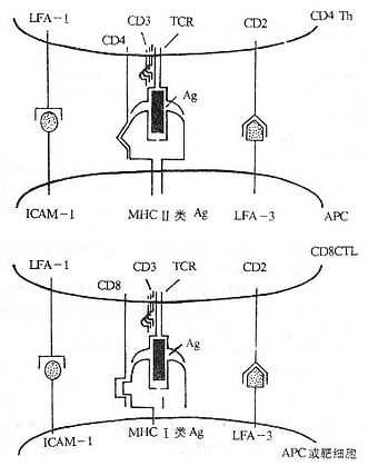 参与T细胞对靶细胞识别的分子（模式图）