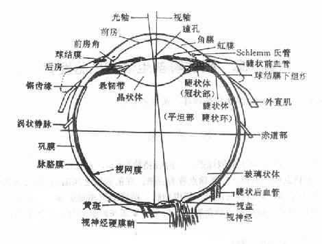 眼球解剖图