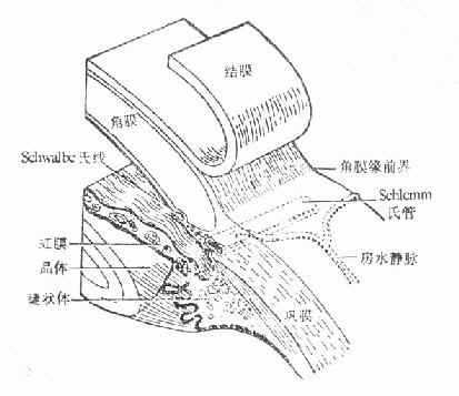角膜缘结构示意图