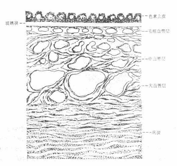 脉络膜切面