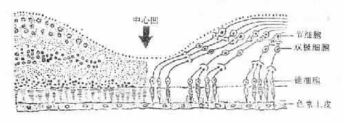 黄斑中心凹高倍图（左半）和神经元联系示意图（右半）