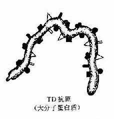 TD与T1抗原种类