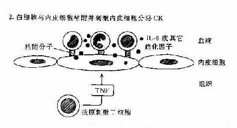 TH反应中动员白细胞的机制：T细胞和内皮细胞所起的作用。