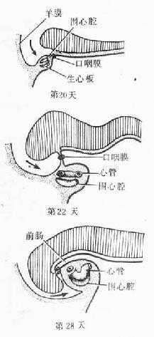 原始心血管系统模式图（第4周） 