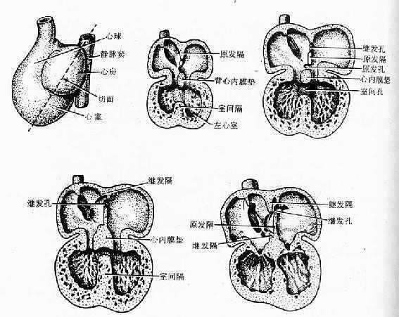 房室管、心房及心室的分隔 