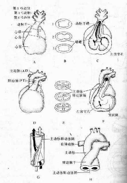  动脉干和心动脉球的分隔（第5～6周）