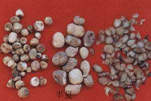 半夏_【中草药图片】中药图片大全