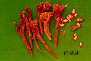 柴胡（图）_【中药材大全】中药大全